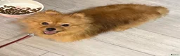 Pomeranian dogs for sale: Beautiful Pomeranians in Stanford-le-Hope - Advert 2