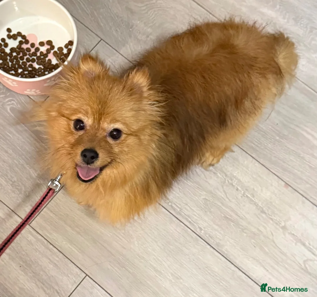 Pomeranian dogs for sale: Beautiful Pomeranians in Stanford-le-Hope - Advert 2