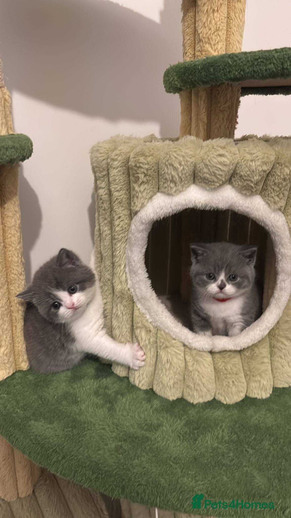 British Shorthair cats 🧸✨6 Chunky British Shorthair Kittens For Sale✨🧸 - Advert 5