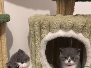 British Shorthair cats 🧸✨6 Chunky British Shorthair Kittens For Sale✨🧸 - Advert 13