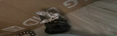 Mixed Breed Kitten 2