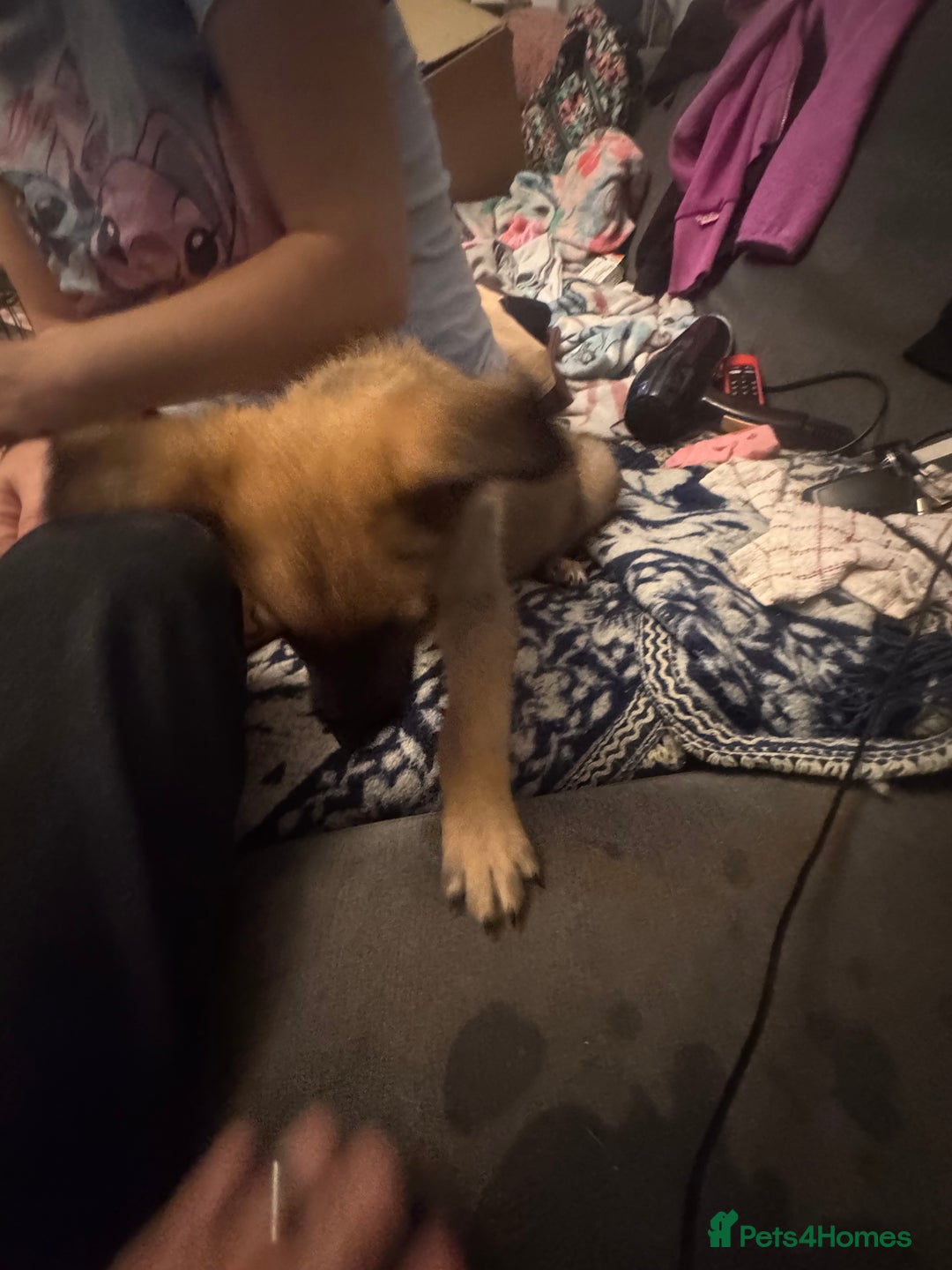 Mixed Breed dogs for sale: German Sheperd cross Lurcher Puppies - Image 21