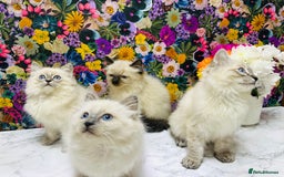 Ragdoll cats for sale: Beautiful Ragdoll Kittens  - Image 10