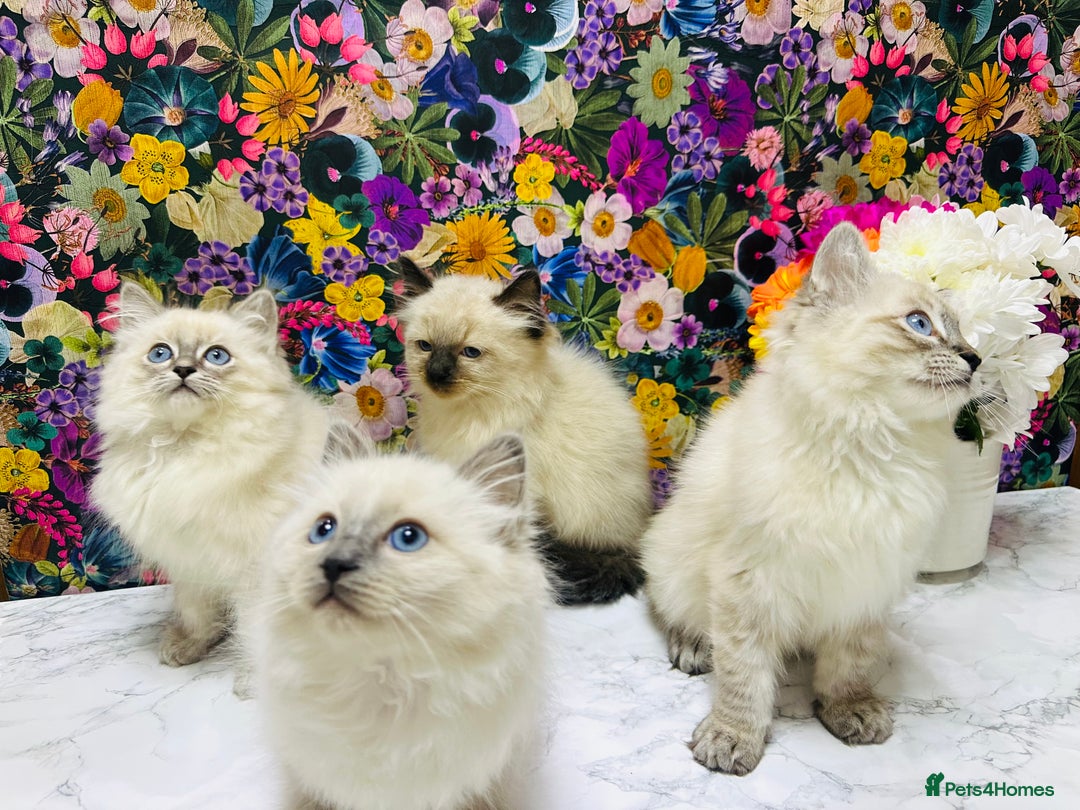 Ragdoll cats for sale: Beautiful Ragdoll Kittens  - Image 10