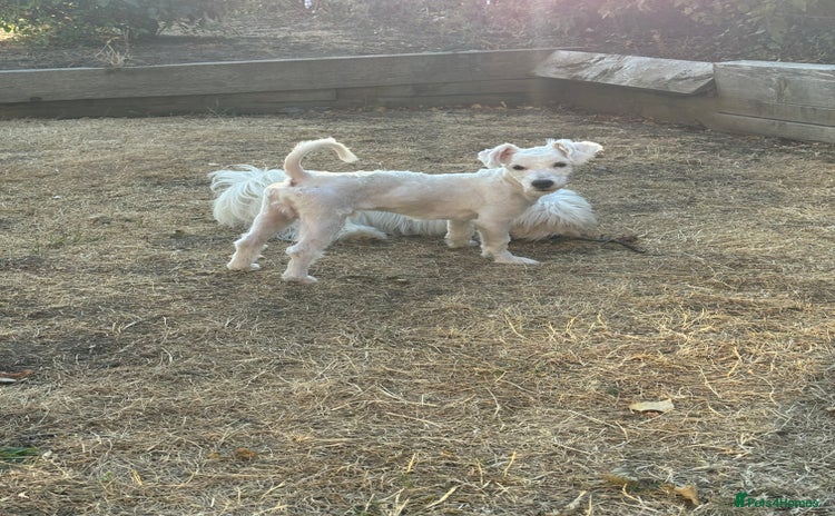 Coton De Tulear dogs in London - Advert 3
