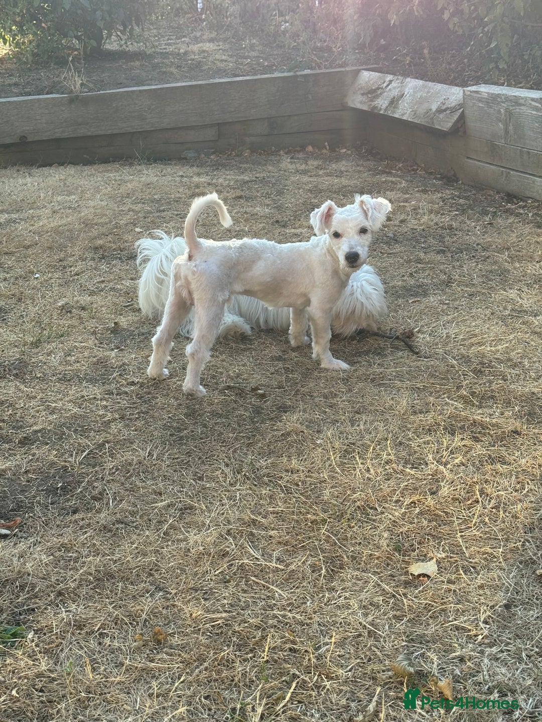 Coton De Tulear dogs for sale: Coton de tulear  in London - Image 1