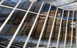Mini Lop rabbits for sale: Mini lop rabbit  - Image 3