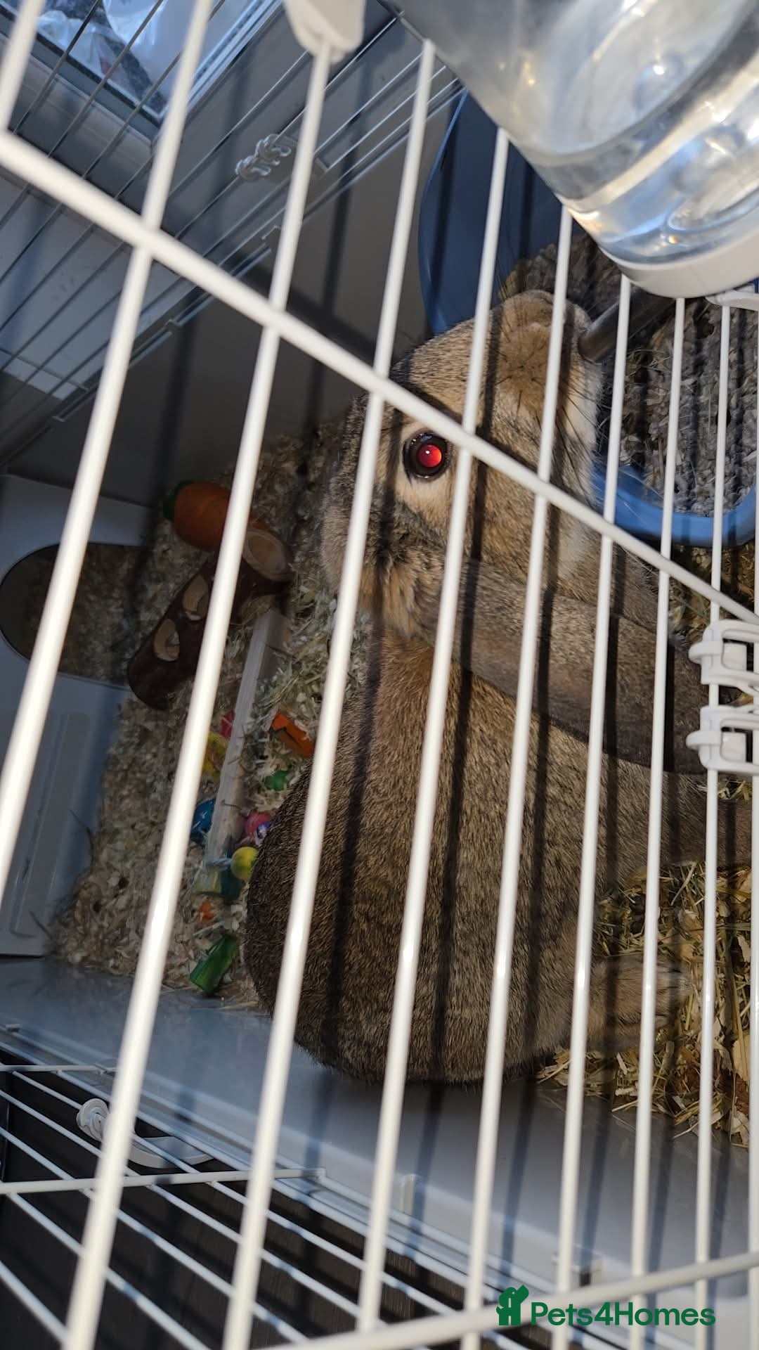Mini Lop rabbits for sale: Mini lop rabbit  - Image 3