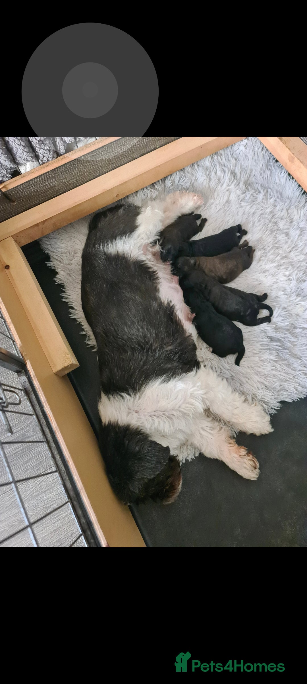 Shihpoo dogs for sale: Beautiful shihpoo puppies  - Image 8