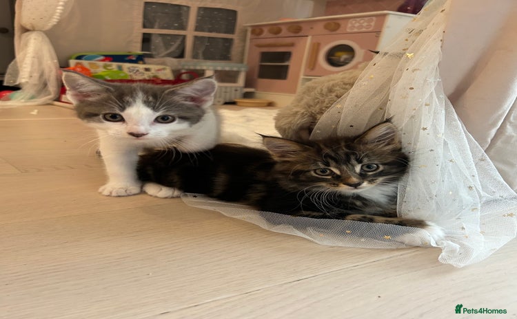 Maine Coon cats - Advert 10