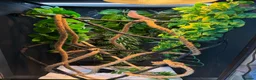 Chameleon reptiles for sale: 11 Month old Panther Chameleon FEMALE in Dundee - Advert 4
