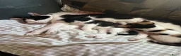 Mixed Breed cats for sale: Beautiful boy kitten  - Advert 4