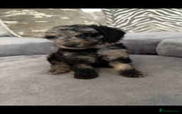 Cockapoo dogs for sale: ONLY 4 BEAUTY’S LEFT 🐶🐶🐶🐶 - Image 2