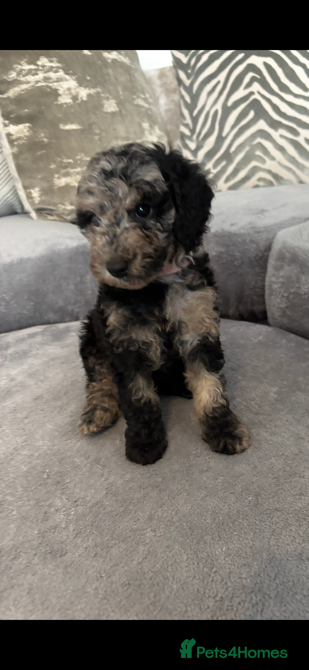 Cockapoo dogs for sale: ONLY 4 BEAUTY’S LEFT 🐶🐶🐶🐶 - Image 2