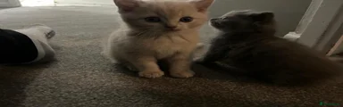 Ginger male