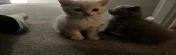 Mixed Breed cats for sale: Persian X Domestic  - Advert 12