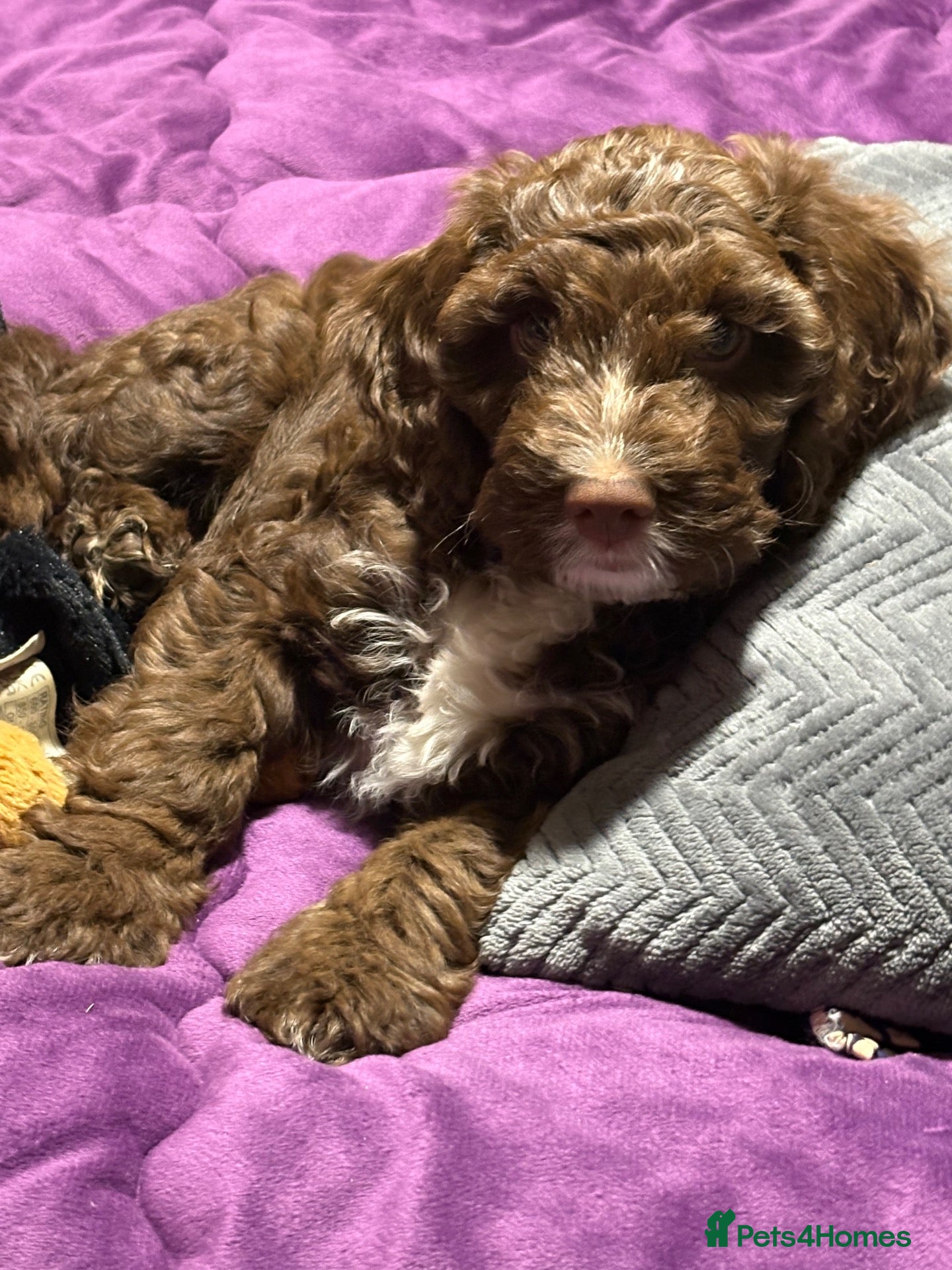 Cockapoo dogs for sale: Brown merle cockapoo  - Advert 1