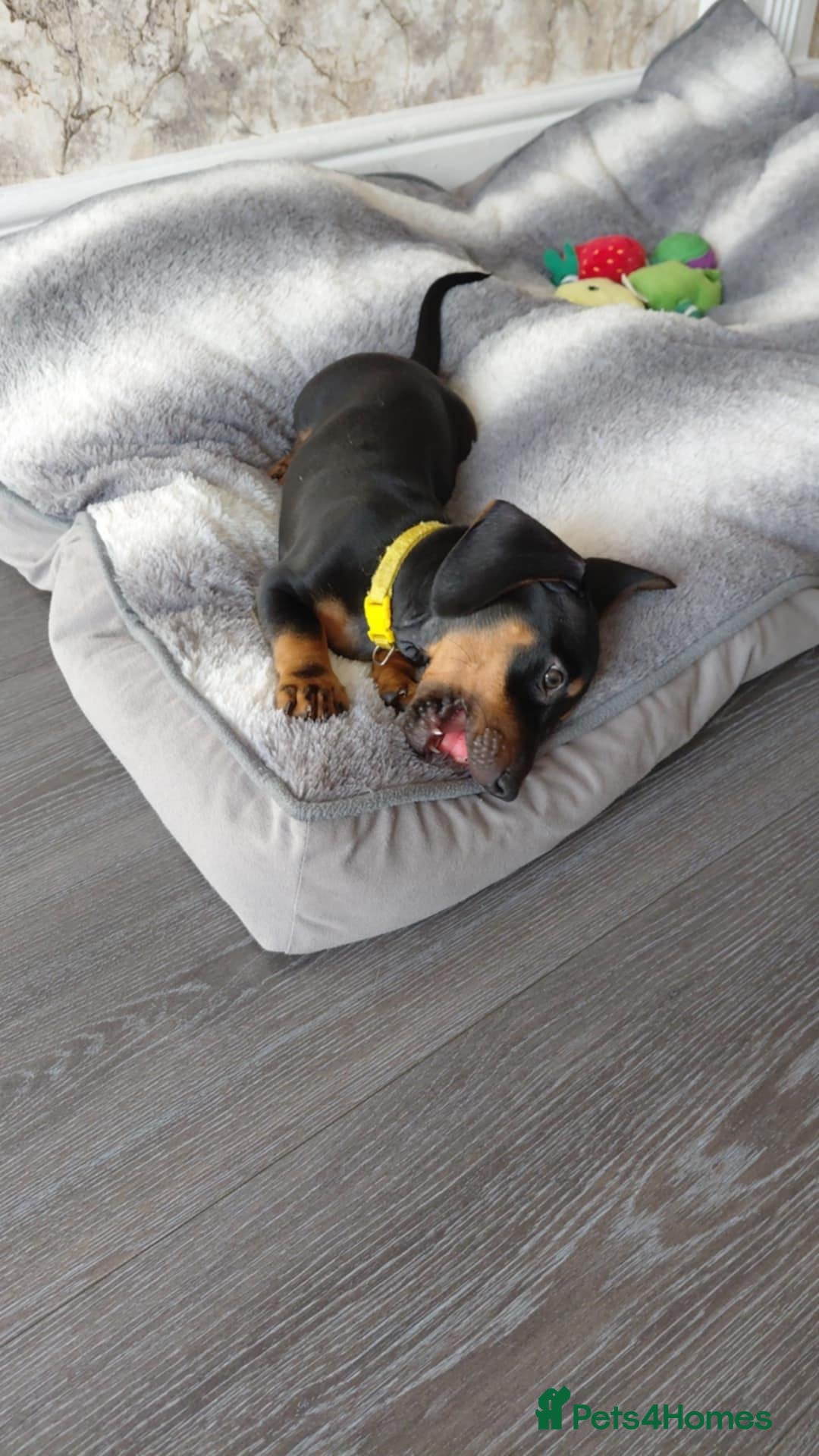 Miniature Dachshund dogs for sale: Ready now miniature dachshunds boy - Image 2