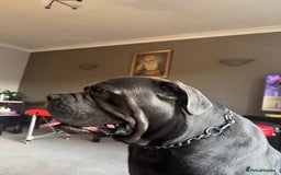 Cane Corso dogs for stud: Kain - For Stud - Image 4