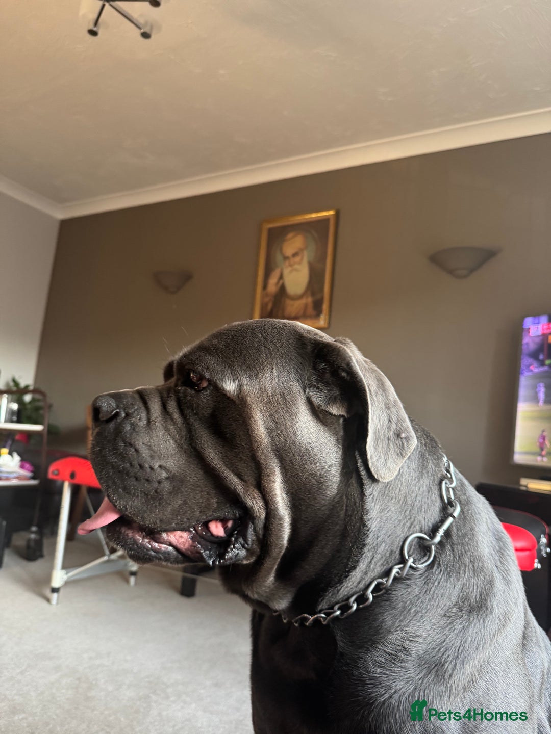 Cane Corso dogs for stud: Kain - For Stud - Image 4