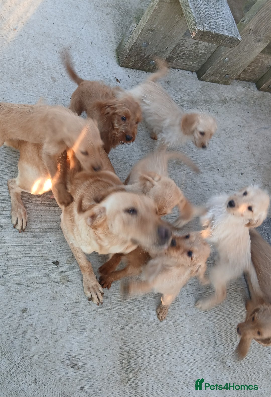 Labradoodle dogs for sale: Labradoodle pups for sale - Image 14