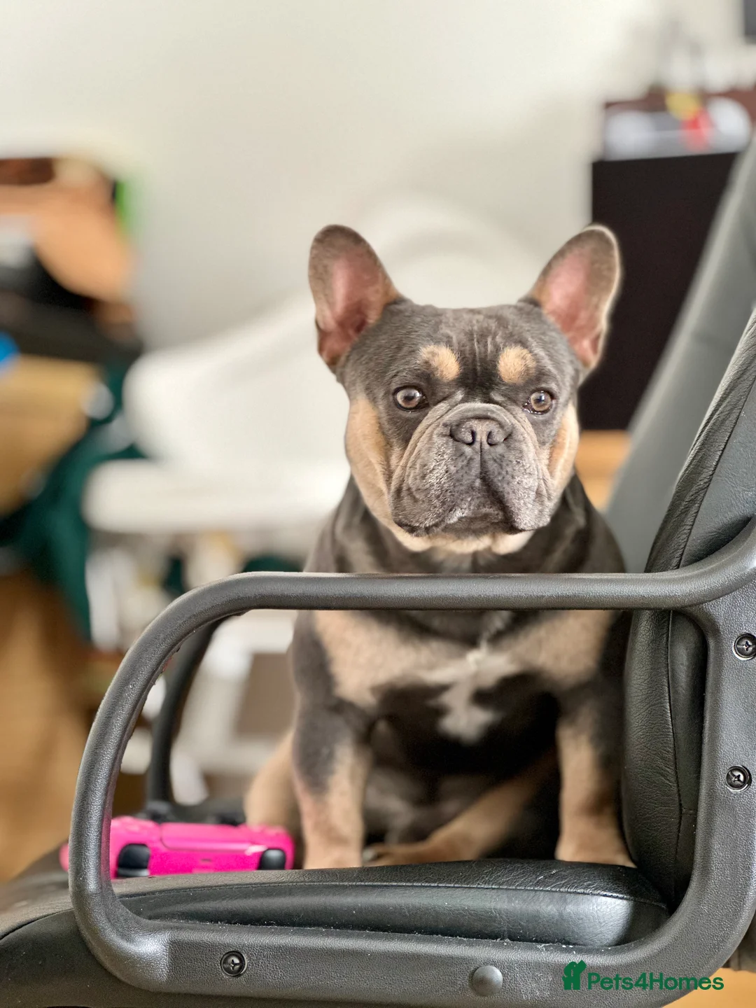 French Bulldog dogs for stud: Hector Starfex in Leigh - Advert 15