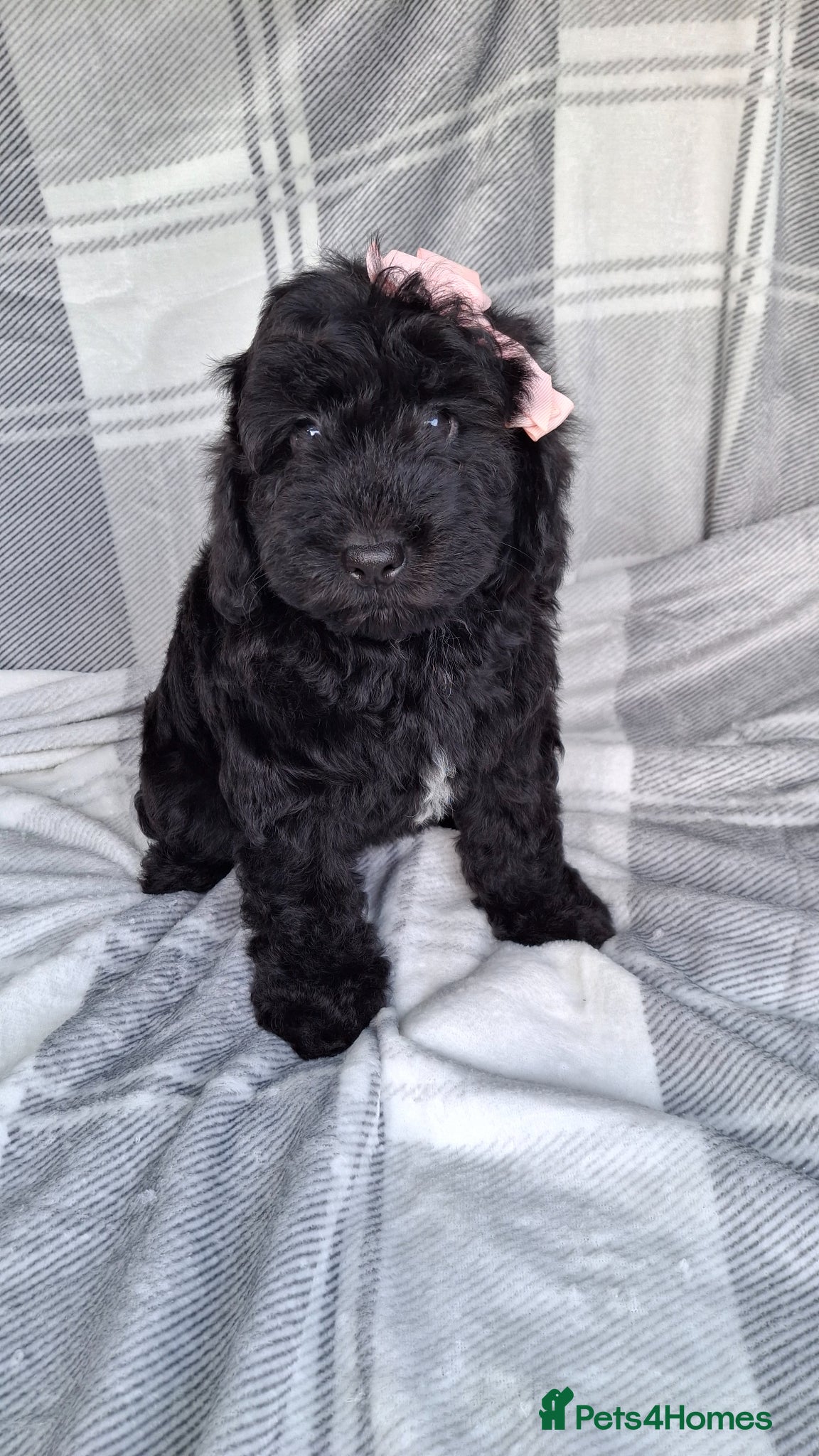 Sproodle dogs Adorable f1b sproodle puppies. - Advert 2