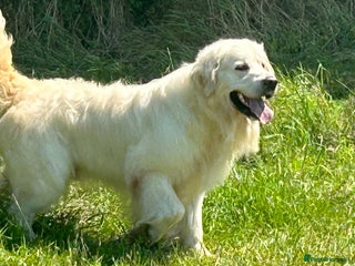 Golden Retriever dogs KC REG CREAM PUPS HEALTH TESTED PARENTS - Advert 1