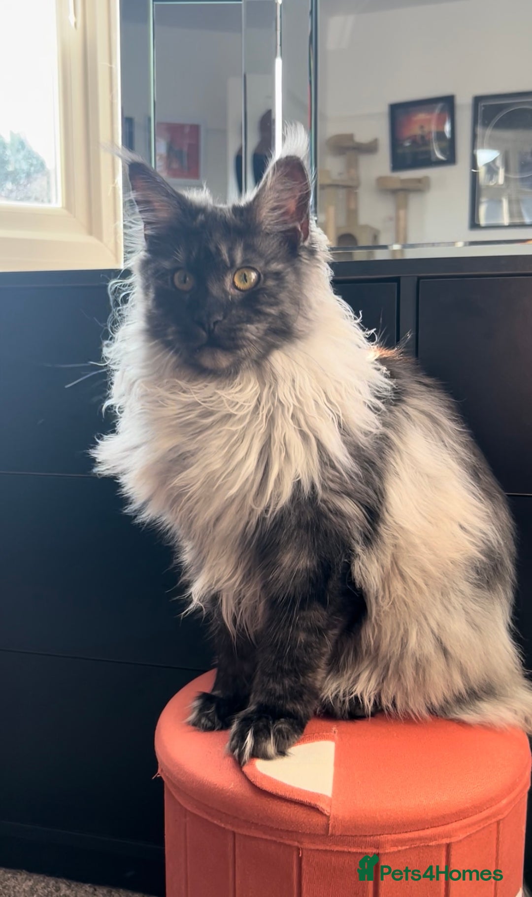 Maine Coon cats for sale: Black smoke mainecoon kittens - Image 1