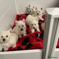 West Highland Terrier dogs - Advert 3
