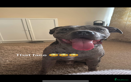 Cane Corso dogs for sale: Zeus Mastiff  - Image 4