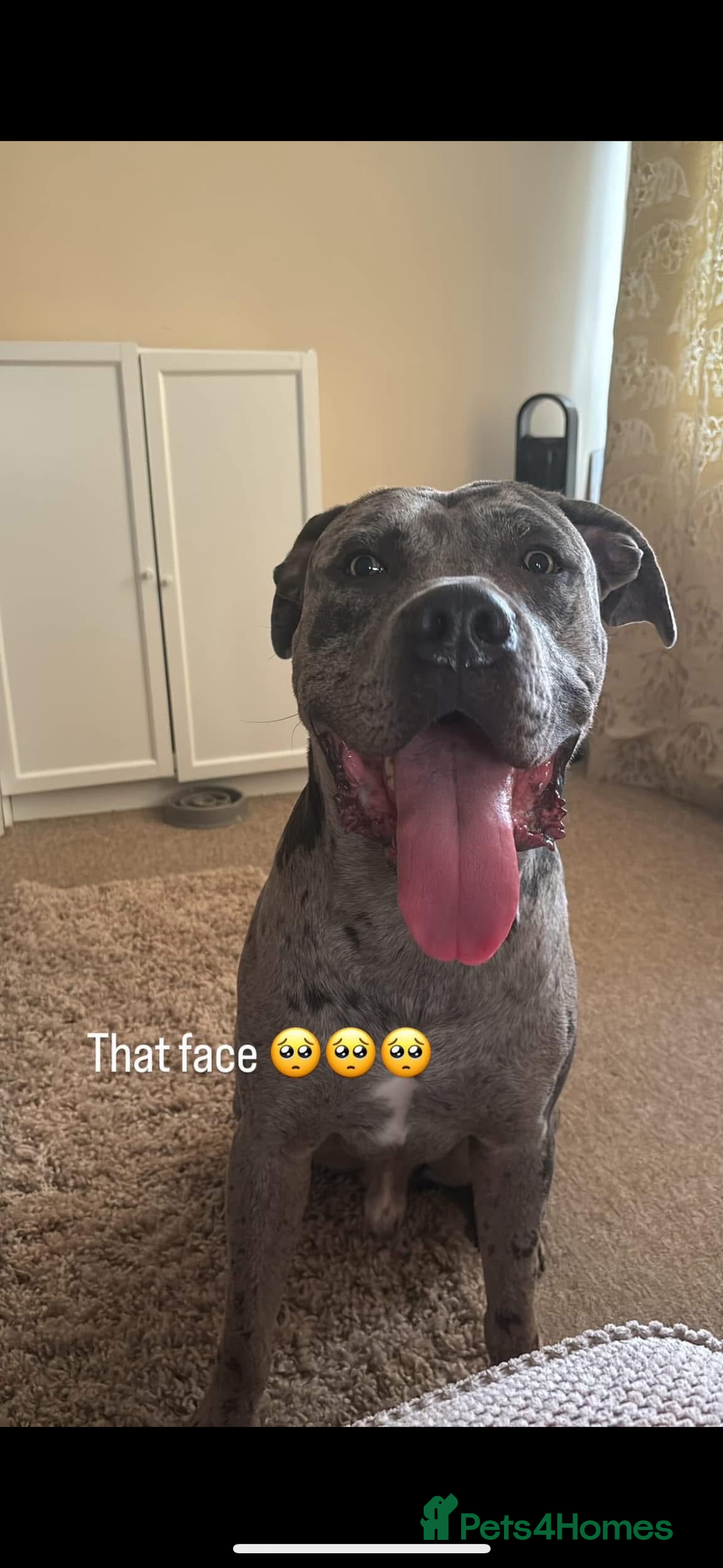 Cane Corso dogs for sale: Zeus Mastiff  - Image 4