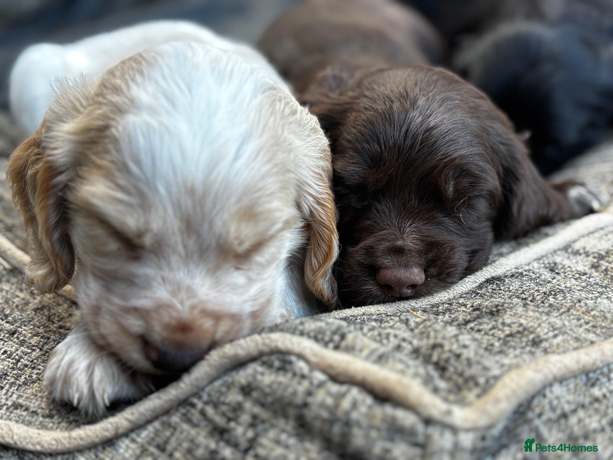 Cocker Spaniel dogs Stunning Working Cocker Spaniels  - Advert 15