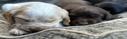 Cocker Spaniel dogs for sale: Stunning Working Cocker Spaniels  - Advert 12