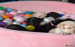 Labrador Retriever dogs for sale: Stunning labrador puppies from good working lines - Advert 15