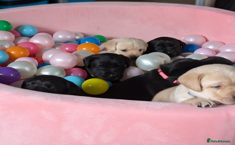 Labrador Retriever dogs - Advert 9