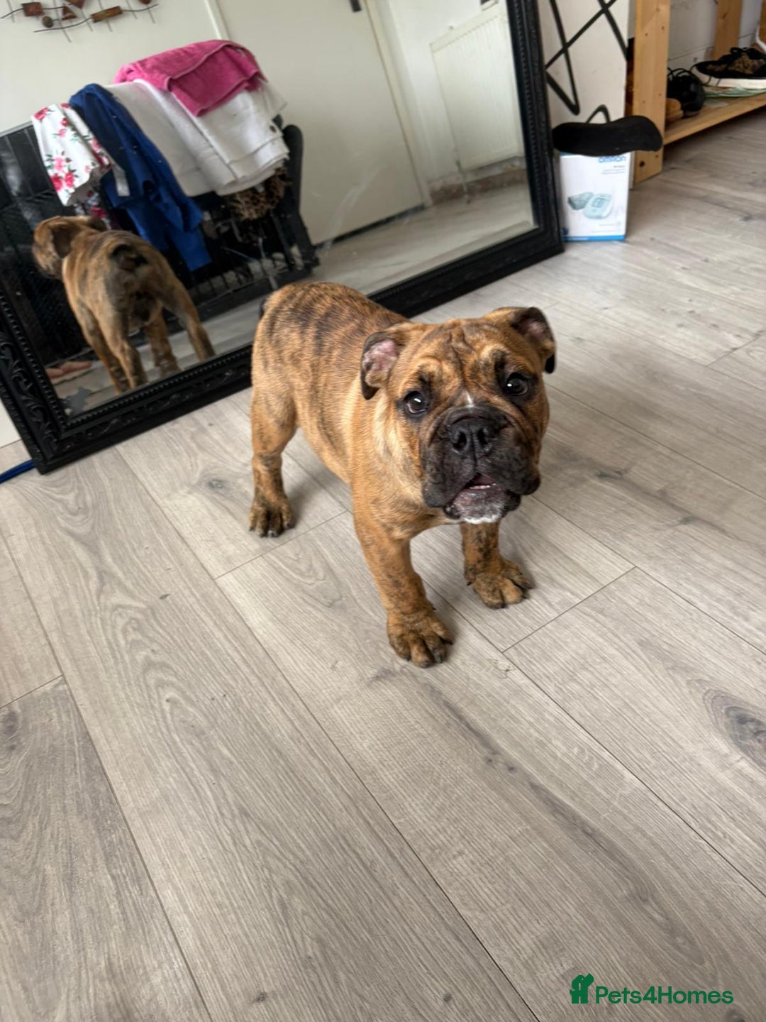 English Bulldog dogs for sale: BRITISH BULL DOG - Image 17