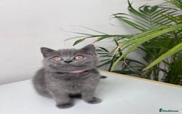 British Shorthair cats for sale: beautiful BSH girl (one girl left)  - Image 17