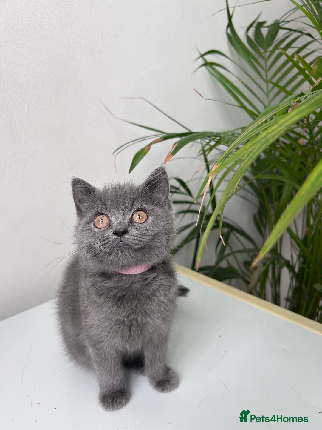 British Shorthair cats for sale: beautiful BSH girl (one girl left)  - Image 17