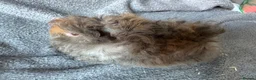 Guinea Pig rodents for sale: Baby Funky Guinea Pigs  in Lincoln - Advert 7