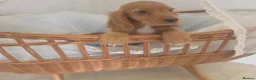 Cocker Spaniel dogs for sale: Golden and Black working type cocker spaniels - Advert 7