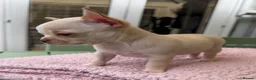 Chihuahua dogs for sale: All puppies sold 🩵🐾 - Advert 3