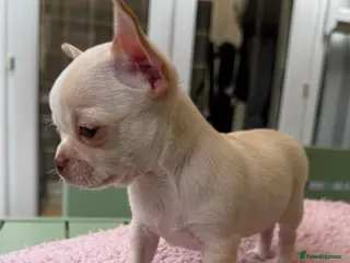 Chihuahua dogs Oh hey! We are new here! Beautiful Chihuahua pups - Advert 1