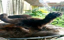 York Chocolate cats for sale:  Kitten 🐈‍⬛ - Image 2