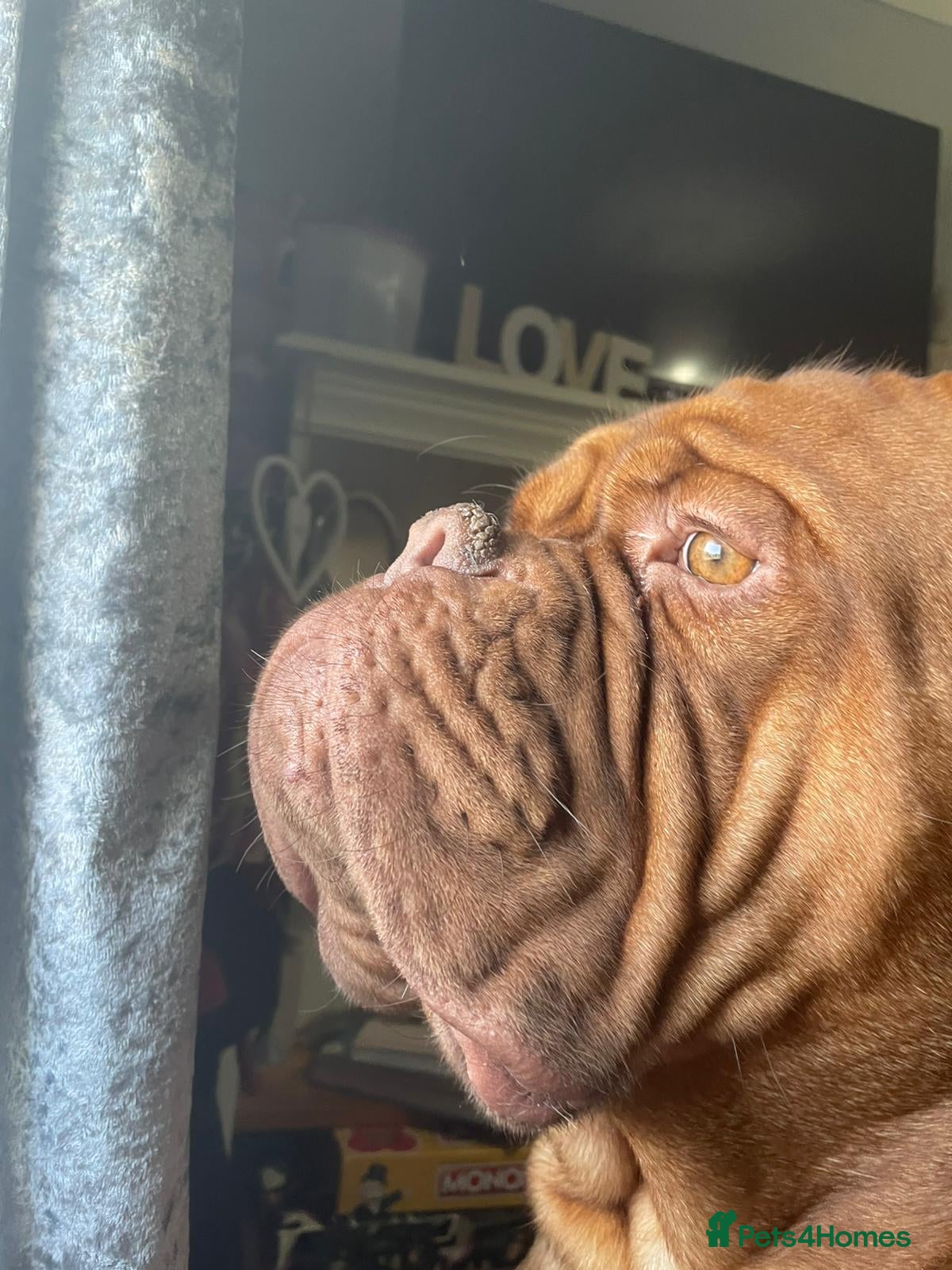 Dogue De Bordeaux dogs FREE Stud Dogue - Advert 1
