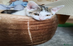 Domestic Shorthair cats for sale: 5 month old female kittens for sale  - Image 5