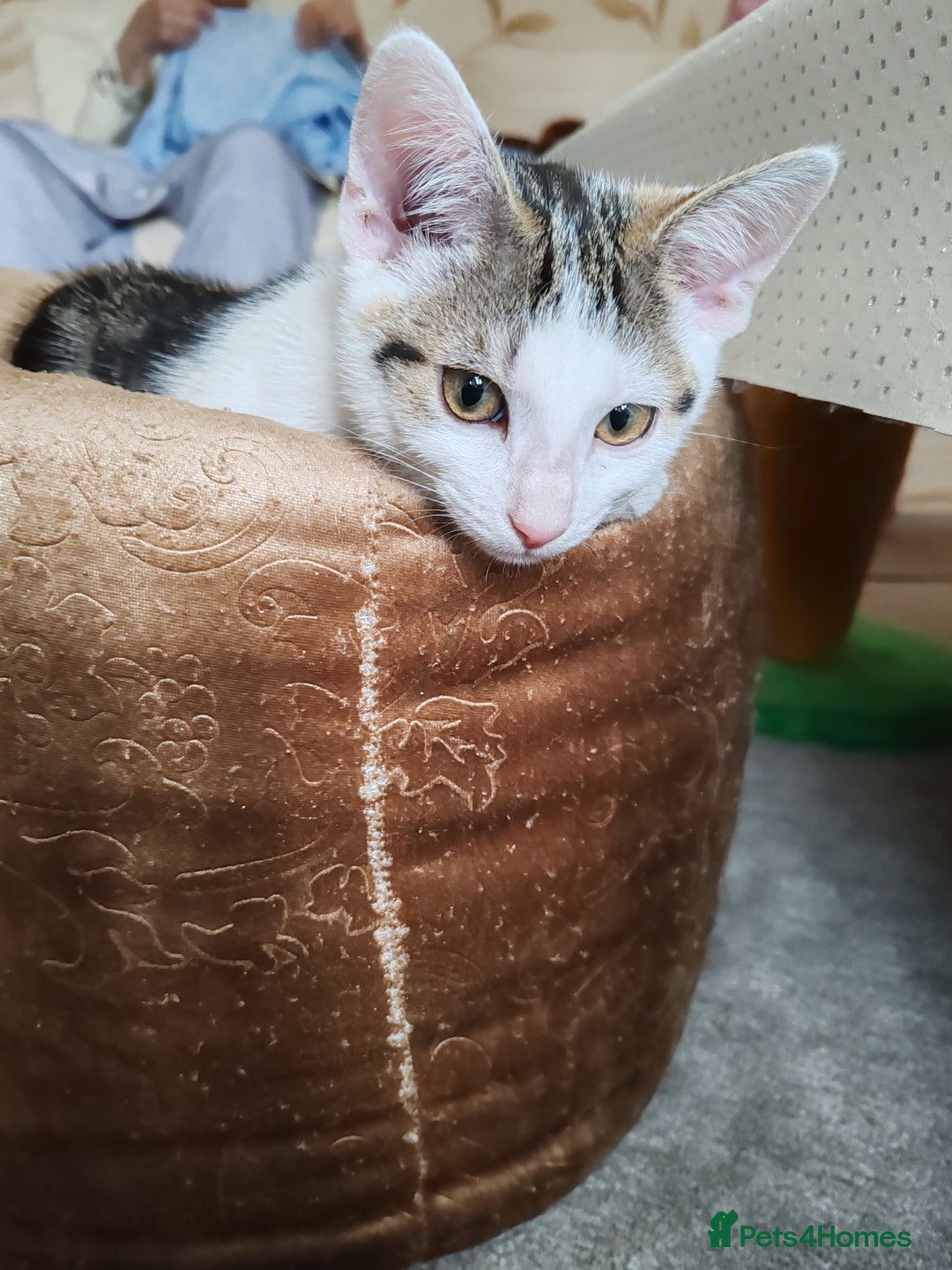 Domestic Shorthair cats for sale: 5 month old female kittens for sale  - Image 5