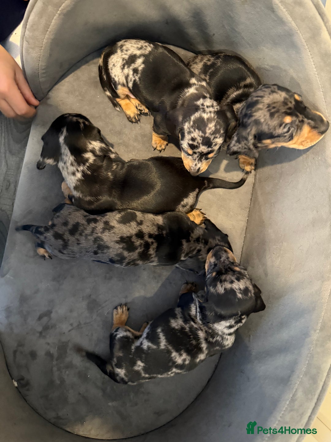 Miniature Dachshund dogs for sale: Miniature Dachshunds Dapple - Image 4