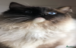 Ragdoll cats for stud: FOR STUD. Stunning GCCF reg active boy.  in Doncaster - Image 5