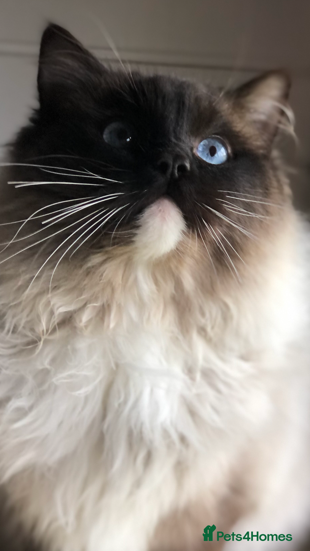 Ragdoll cats for stud: FOR STUD. Stunning GCCF reg active boy.  in Doncaster - Image 5